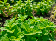 coltivare la menta piperita benefici e consigli pratici 1748291504