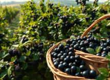 rimedi naturali per adulti e bambini il potere del ribes nero 1747565194