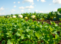 brassicacee un tesoro nutrizionale e agricolo da riscoprire 1752865123